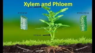 Xylem and Phloem