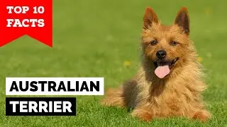 Australian Terrier - Top 10 Facts