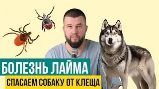 Что делать если клещ укусил собаку?