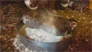 Quails Taking Sand Bath