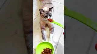 No me hara daño las croquetas asi? Mi gato no quiere sus croquetas