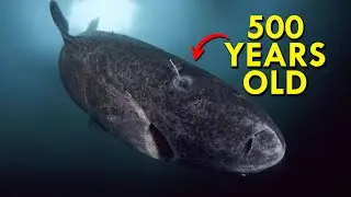 Greenland Shark: The Shark That’s Twice As Old As America