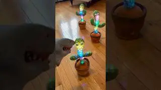 Shark Puppet gets into heated argument with cacti