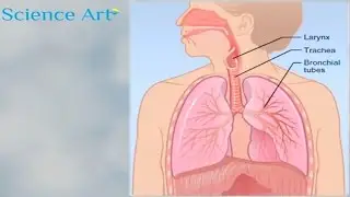 What Happens When You Breathe? How The Lungs Work Animation - Respiratory System Gas Exchange  Video