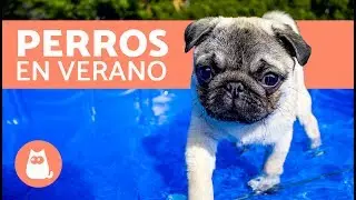 Cómo cuidar un perro en verano - 6 pasos