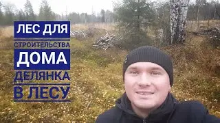 Лес для строительства. Делянка в лесу