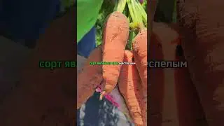 Сорт моркови для ТЯЖЕЛОЙ почвы! Урожайная морковь длительного хранения.
