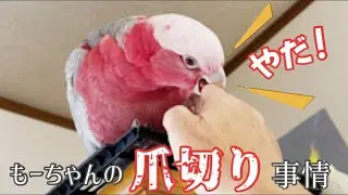 爪切りの為、ショップへ強制連行されたモモイロインコ、そこでモモイロ仲間に遭遇！