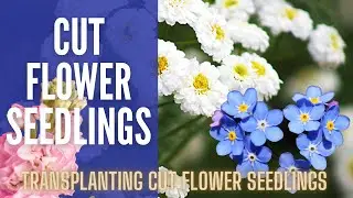 Cut Flower Seedlings 🌸🌸🌸 || Transplanting Cut Flower Seedlings Into Raised Beds || Cut Flower Garden