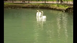 Магия любви в природе!!!Два белых лебедя синхронно опускают клювы в воду.Вот они-чувства истинные.