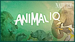 This is Animal IQ! A new show coming to Terra (feat. 