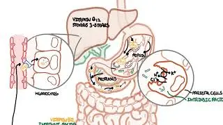 Understanding Vitamin B12 metabolism