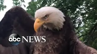 Bald eagle rescued from Kentucky backyard l ABC News