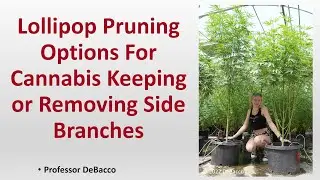 Lollipop Pruning Options For Cannabis Keeping or Removing Side Branches