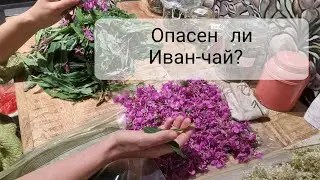 Опасен ли Иван-чай? Как я его заготавливаю.