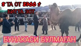 10/11/2023 Деновда жуда катта хайрия кураши булиб утди