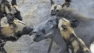 HYENA DOG — Hyena Dog vs Wild Boar Buffalo Lion Antelope Hyena! The dog is in action!