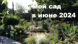 Садовый архив, июнь 2024.  Садовая прогулка-болталка.