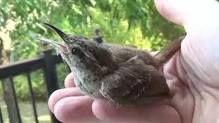 A Bird in the Hand