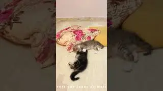 kittens are captured in a playful and heartwarming scene 😹🙈