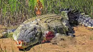 Survival Battle! Tiger Fights With Ferocious Crocodile To Steal Its Prey| Wild Animals Attack