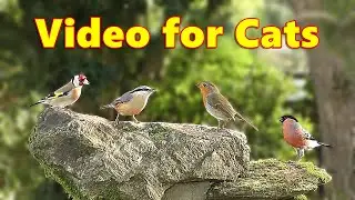 Cat TV Virtual Bird Garden ~ Cats Love Birds ~ Videos for Cats to Watch Garden Birds