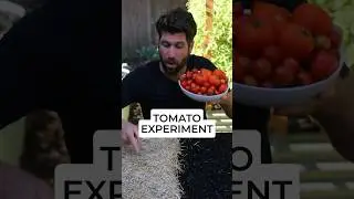 🍅 I tested growing tomatoes WITH and WITHOUT straw, and here are the results! #howtogrowtomatoes