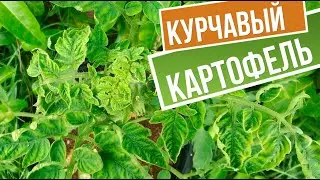 Курчавость картофеля, это страшно?