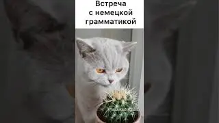 Немецкая грамматика беспощадна!