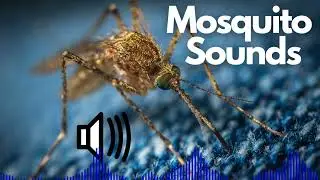 Mosquito Sound Effects (Buzzing / Flying) | No Copyright