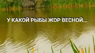 У Какой рыбы ЖОР весной? КТО КЛЮЕТ ВЕСНОЙ? Какую РЫБУ ловить 