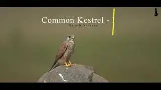 Common Kestrel  Male