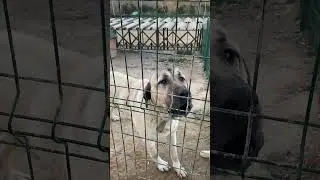 EKMEK REIS