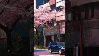 【Japan】 Kudanshita (Tokyo)/九段下 Cherry blossoms in Tokyo taken last year