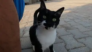 Hyperactive cat gently giving me little love bites is unbelievably cute