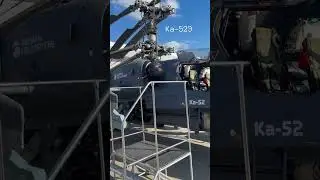 Аллигатор Экспортный. 