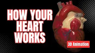 How Your Heart Works - 3D Animation
