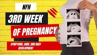 Week 3 of Pregnancy | Third Week of Pregnancy: Symptoms, Care, and Baby Development