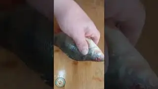 РАЗДЕЛКА окуня ЛЕГКО И БЫСТРО. Чистим ОКУНЯ быстро. 