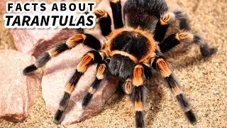 Tarantula Facts: the HAIRY SPIDER 🕷️ Animal Fact Files