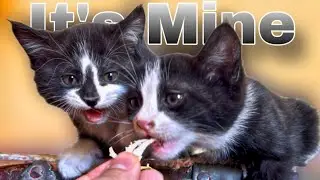 For a Few Chickens 🐾😼 Satisfying ASMR Movie