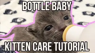 How to Care for a Bottle Baby Kitten (QUICK Tutorial!)