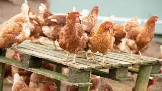 First US Case of H5 Bird Flu Hospitalization in Missouri by Trending News