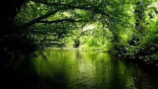 RELAXING FOREST SOUNDS OF STREAM AND GENTLE BIRDSONG