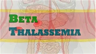 Beta Thalassemia | Genetics & Causes | Beta Globin