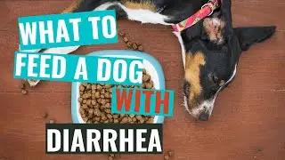 What to Feed a Dog with Diarrhea