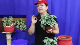 Peperomia SANDÍA, cuidados y características. @liclonny