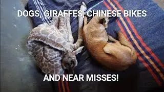 Dogs, giraffes, Chinese bikes and near misses!