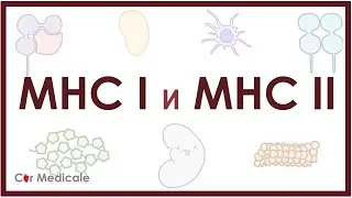 Главный комплекс гистосовместимости - MHC 1 и 2 - что такое, функции, строение, механизм презентации