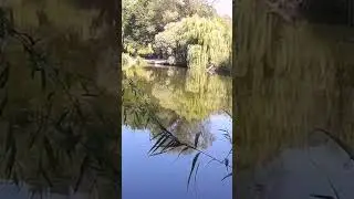 Короп-дельфін😳#риболовля# Shorts#fishing#shortsvideo#карп#боковойкивок#рибалка